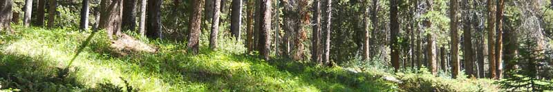 forest_sept_news 3